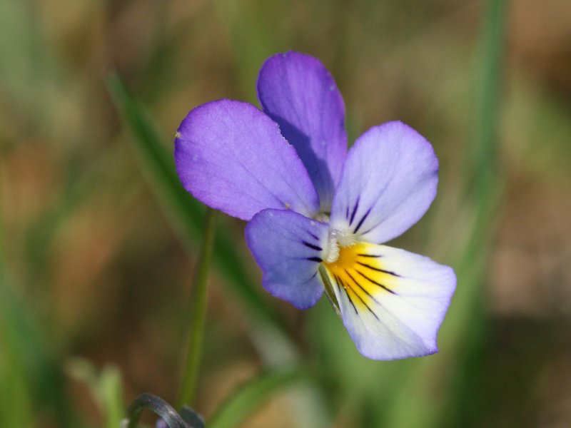 گل بنفشه سه رنگ Viola tricolor 