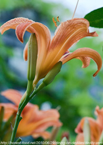غنچه گل سوسن یکروزه Hemerocallis fulva