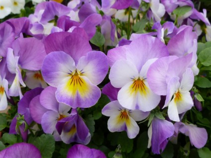 بنفشه فرنگی Viola x Wittrockiana