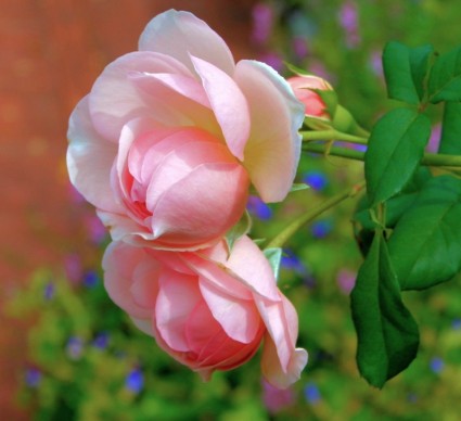 گل رز Rosa Spp