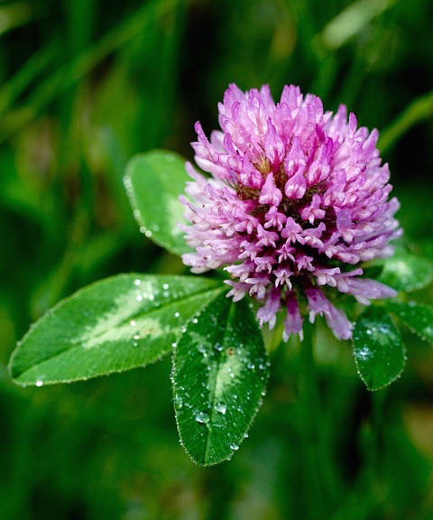گل شبدر Trifolium spp