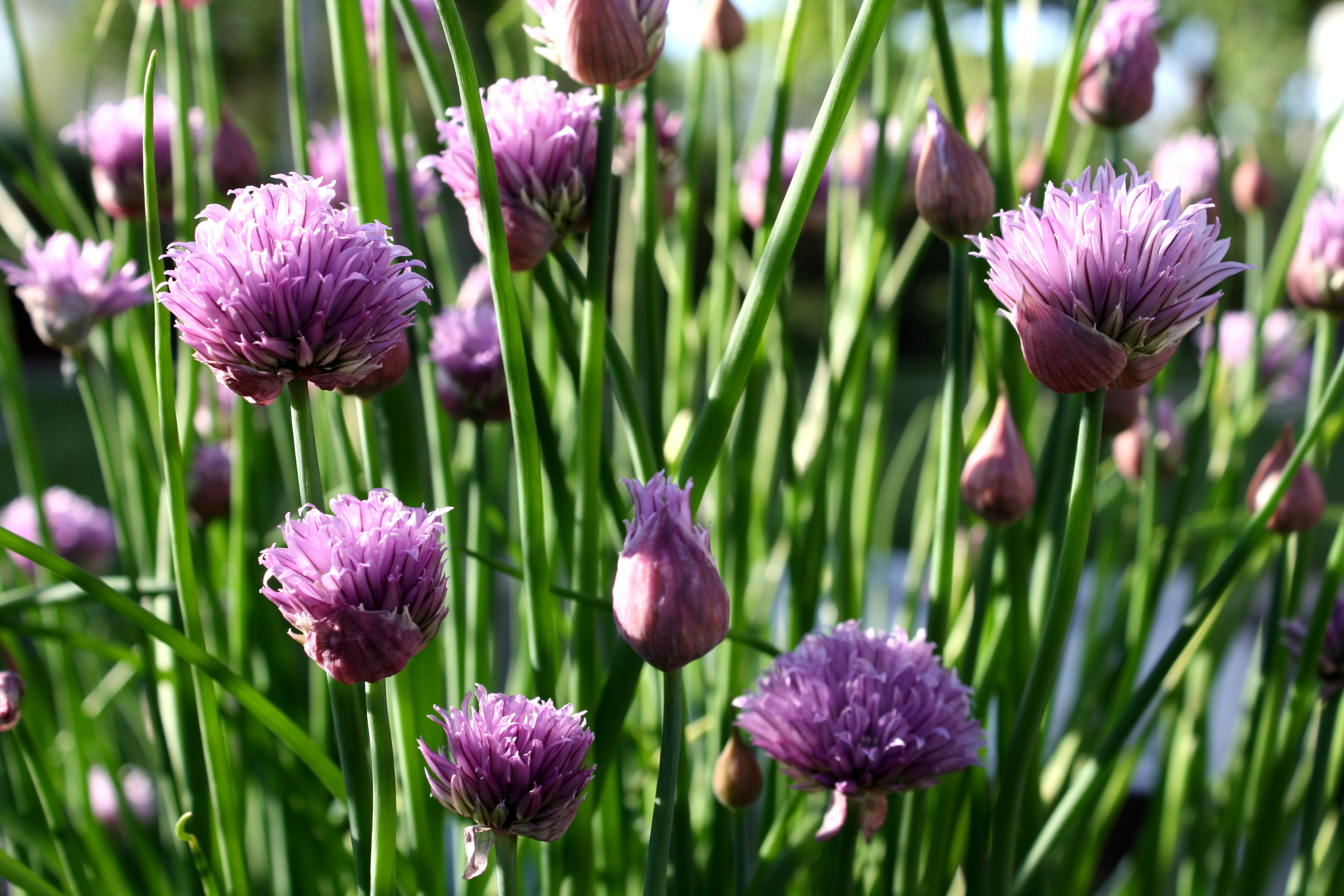گل موسیر Allium tuberosum