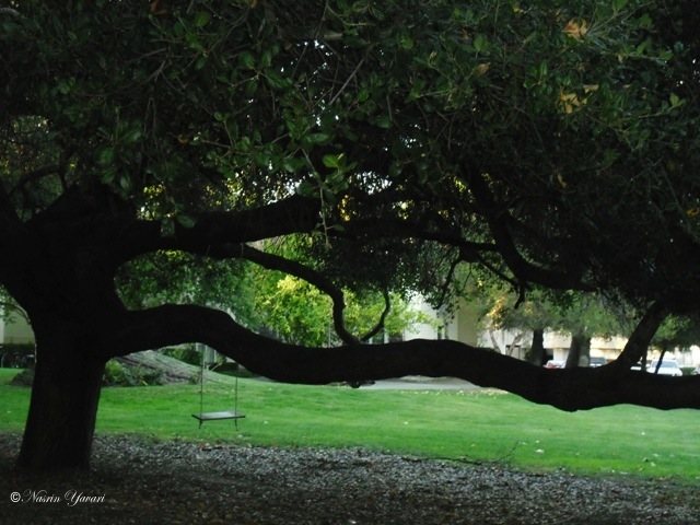 درخت بلوط California Evergreen Oak