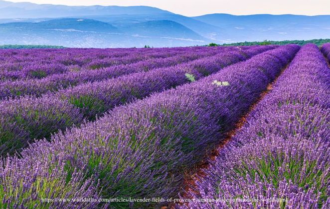 زراعت لاوندر- اسطوخودوس Lavender