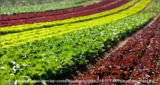 تنوع در کشت سبزیجات