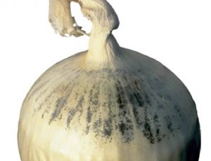 قارچ اسپرژیلوس (Aspergillus niger) روی پیاز